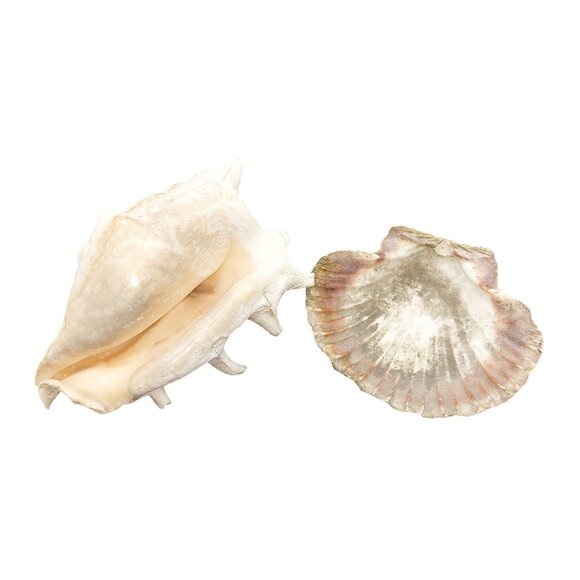 Vintage Conch & Scallop Seashells for Coastal Decor - Picture 2 of 4